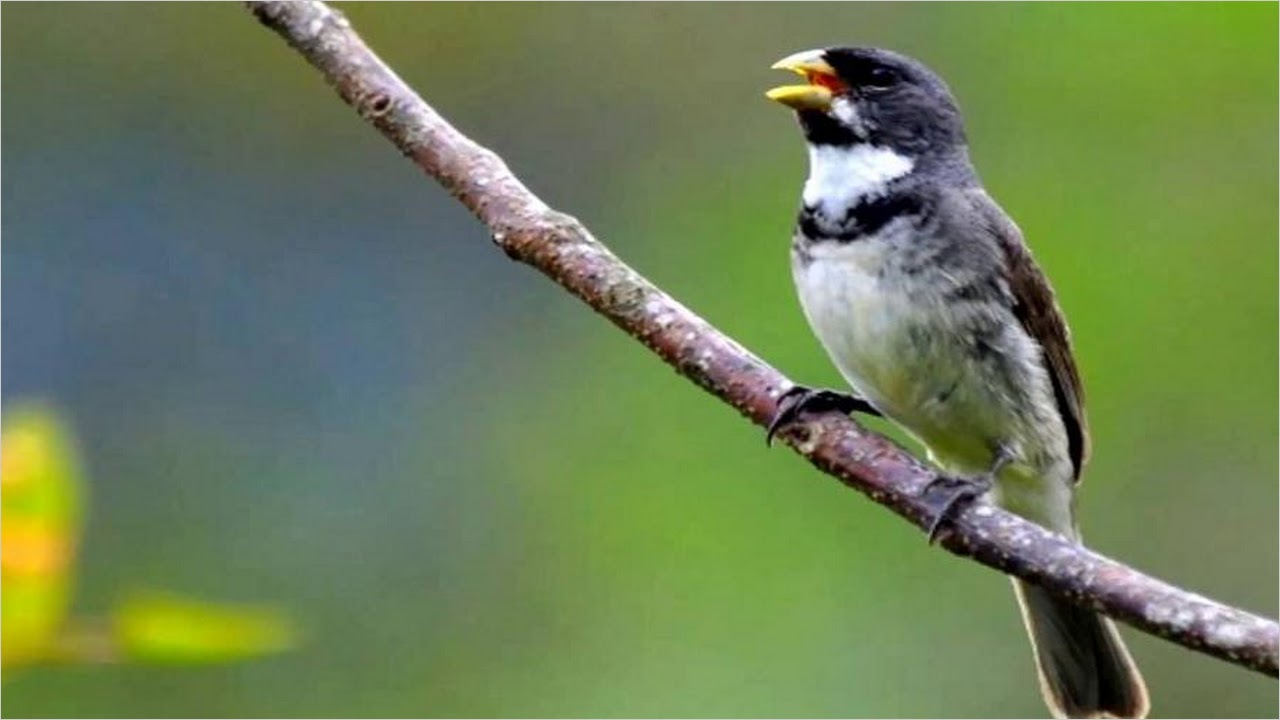 Papa capim tui tui puro canto firme bitola - Variados - Sua Música - Sua  Música