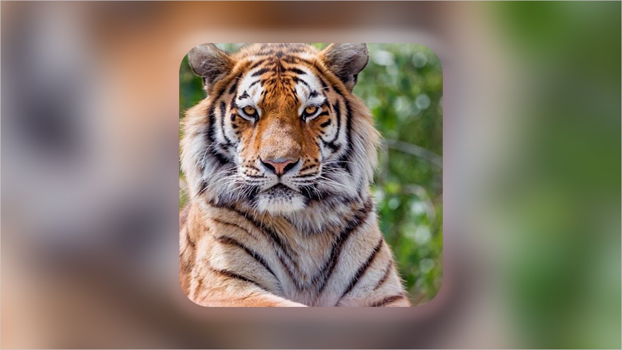 Tiger Wallpapers Gifts PNG Images | PSD Free Download - Pikbest