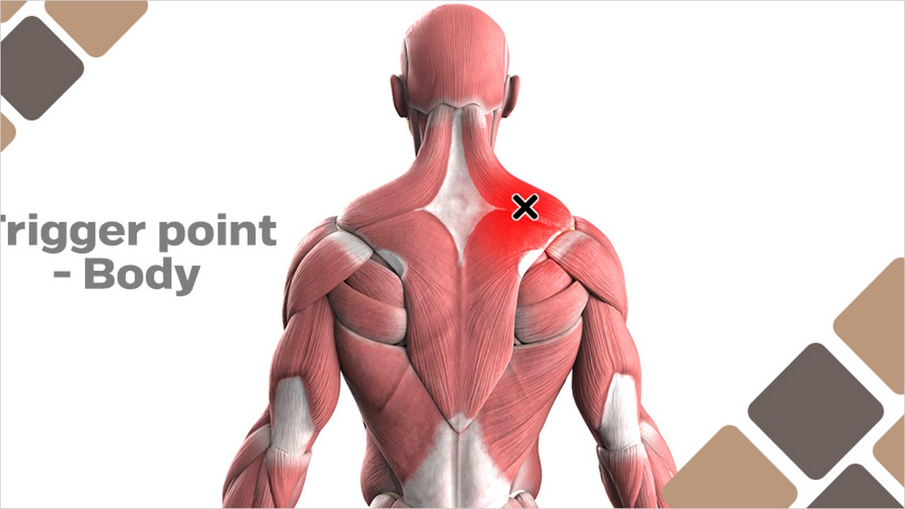 TriggerPoint-BodymaxAPKforAndroid(BondarMaxim)-LatestFeatures&Updates