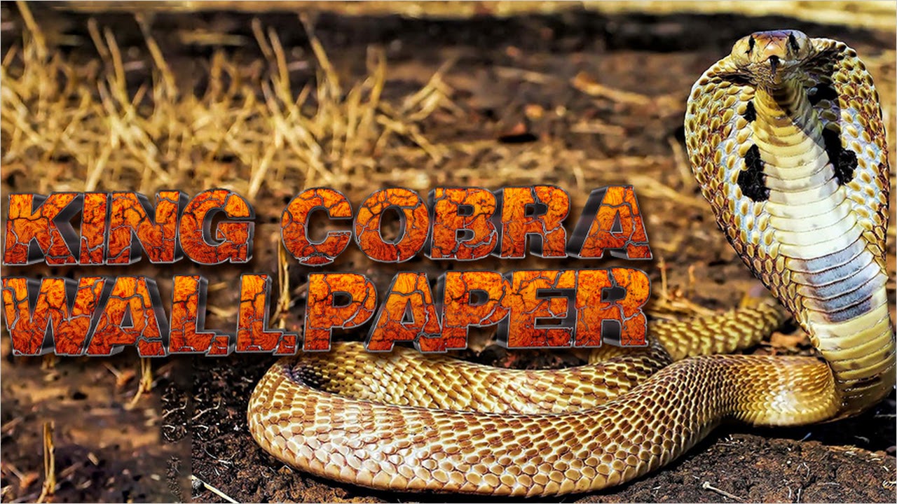 King Cobra Wallpaper (khicomro) APK for Android - Free Download